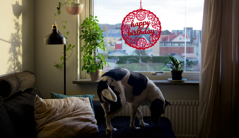 Dog Curtain