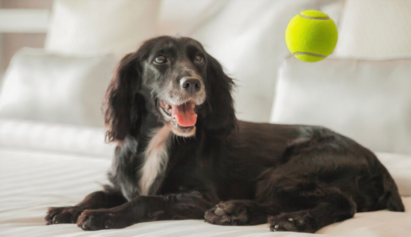 Dog Tennis