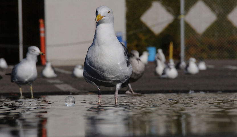 Pigeon Sphere